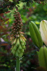 Beautiful exotic green flower bud.