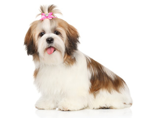 Happy Shitzu dog puppy on a white background - 273752428