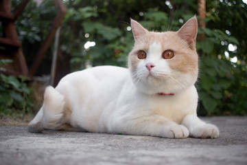 Felis catus A cat with a pink nose and red eyes is lying on the concrete a beautiful white redhead
