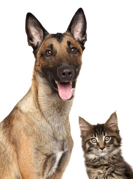 Close-up of Belgian Malinois and Maine coon kitten