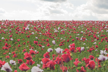 Poppy field with red and white poppies with cloudy sky in the background. The picture can be used as a wall decoration in the wellness and spa area