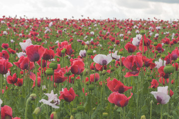 Poppy field with red and white poppies with cloudy sky in the background. The picture can be used as a wall decoration in the wellness and spa area
