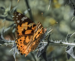 Obraz premium Distelfalter auf der Wiese