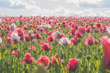 Obraz premium Poppy field with red and white poppies with cloudy sky in the background. The photo is taken in sunshine. The picture can be used as a wall decoration in the wellness and spa area