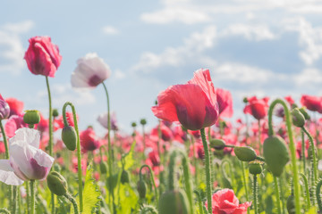 Poppy field with red and white poppies with cloudy sky in the background. The photo is taken in sunshine. The picture can be used as a wall decoration in the wellness and spa area