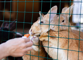 Cute funny rabbits in a cage closeup. domestic fluffy pets. animal protection.