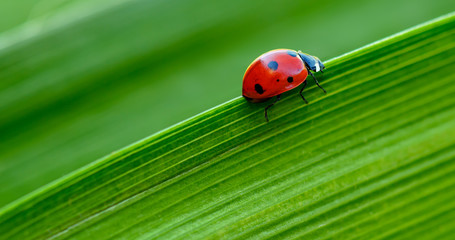 Macro Ladybug on green leaf