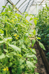 Green tomatoes with yellow flowers in the greenhouse