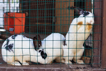 Cute funny rabbits in a cage closeup. domestic fluffy pets. animal protection.