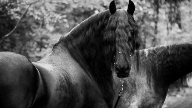 Two horses in black and white, in forest, slow-motion