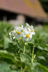 Potato plant flowers. Agriculture products.
