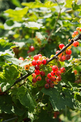Redcurrants on the bush branch in the garden. Healthy organic food.
