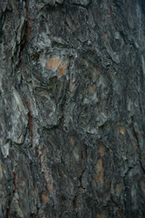 dry old tree bark vertical