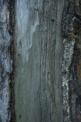 dry old tree bark vertical