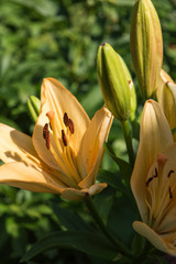 Obraz premium Beautiful orange yellow lilies flowers with bud close up.
