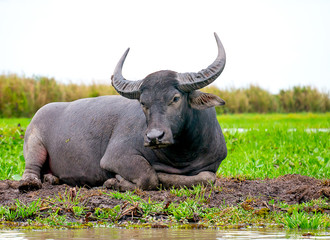 One buffalo lay down on mound near the river with the green grass field and cloudy sky as background