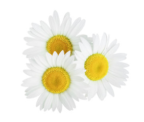 one chamomile or daisies isolated on white background