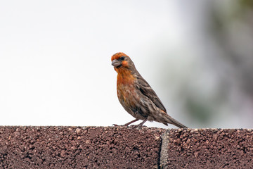 Alert House Sparrow perched on top of cinder block wall in an urban neighborhood.