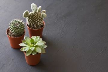 Fototapete Toilette Three small pots of cacti and succulents stand on a black or dark modern concrete background. Cactus Opuntia, crassulaceae. Copy space for your text, top and side view. Horizontal  © Ekaterina