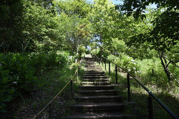 Early afternoon scene of the early summer park.