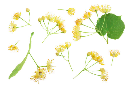 Linden flowers with leaf isolated on white background. Top view. Flat lay.