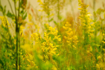 Yellow fragrant flowers in the field in summer in Russia