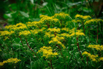Yellow fragrant flowers in the field in summer in Russia