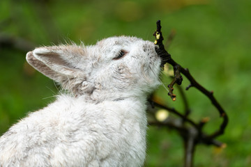 A small white rabbit nibbling on a twig © Stefan