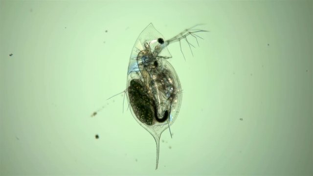 plankton, Daphnia under the microscope, water flea, species Daphnia galeata, is a zooplankton crustacean, the head looks like a pointed helmet, which, depending on the season, may decrease or increase