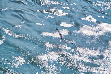 Gabbiano sull'acqua