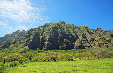 Pasture of Kualoa Ranch - Oahu, Hawaii