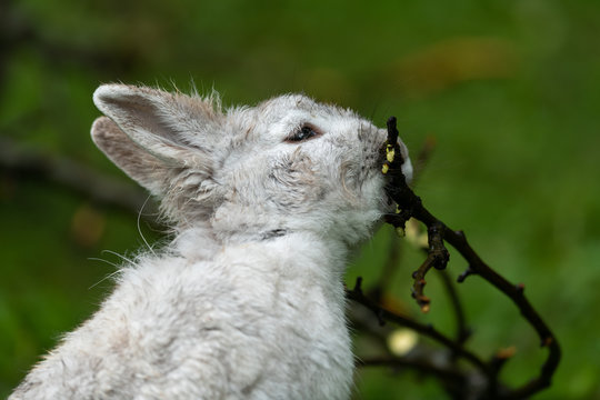 A small white rabbit nibbling on a twig