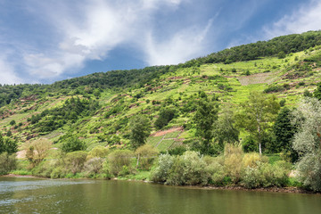 Hang der Mosel mit Weinbergen und Weinbergsbrachen bei Valvig in Rheinland-Pfalz, Deutschland