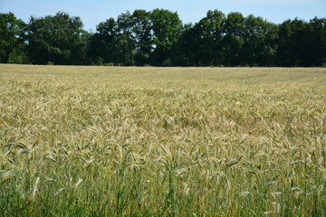 Bouaye - Champ de blé