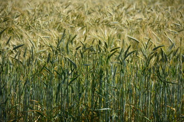 Bouaye - Champ de blé