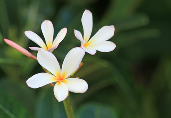 White plumeria flowers - Hawaii