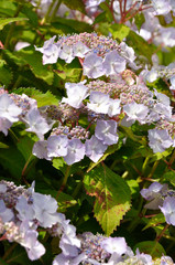 グリュンヘルツ