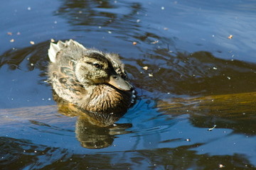 Young duckling swims in the river in summer. Nature background.