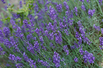 Fototapeta premium Lavender flowers blooming. Purple field flowers background. Tender lavender flowers