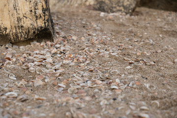 Shells and stone on the sand beach of the sea pattern textures