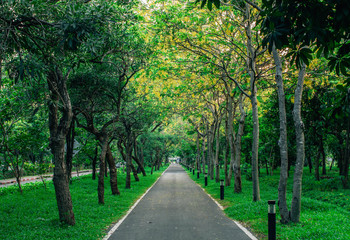 Obraz premium alley in park