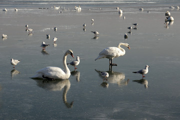 A flock of swans on the ice of a frozen river