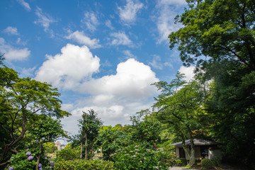 Obraz premium 花菖蒲園の風景