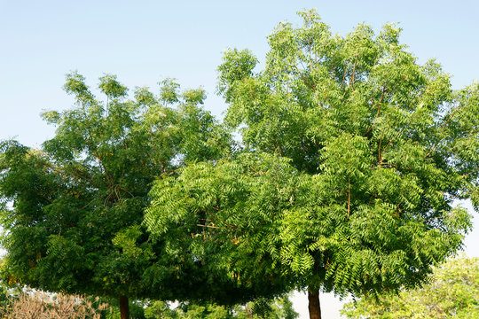 Azadirachta indica, commonly known as neem, nimtree or Indian lilac