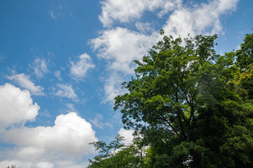 花菖蒲園の風景