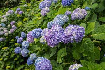 紫陽花が見頃の公園