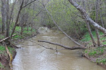 river in the forest