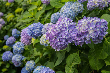 紫陽花が見頃の公園