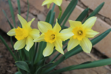 Fototapeta premium daffodils on a white background