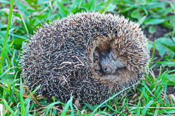 hedgehog in grass